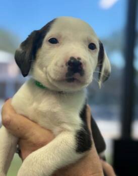 Oogie Boogie -  Mixed Breed Dog for Adoption in Eutawville, South Carolina - Oogie Boogie | PetCurious