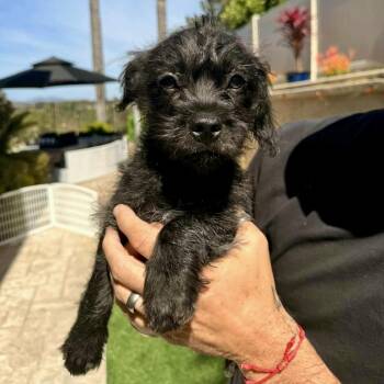 Wirehaired Terrier and Poodle Dogs Available for Adoption in San Diego, California - Luke Skywalker | PetCurious