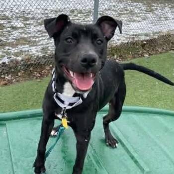 Terrier and Pit Bull Terrier Dogs Available for Adoption - Violet | PetCurious