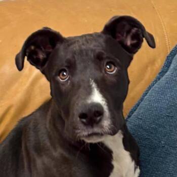 Lorellei -  Great Dane and Mixed Breed Dog for Adoption in Metamora, Michigan - Lorellei | PetCurious