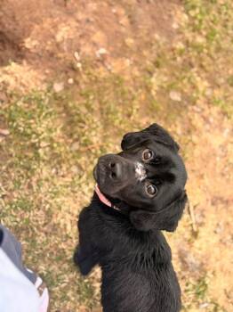 Spaniel and Mixed Breed Dogs Available for Adoption in Ashland, Wisconsin - Hope | PetCurious