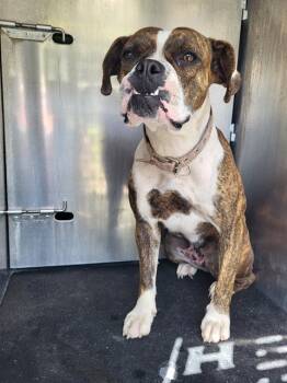 WASSO -  Boxer Dog for Adoption in San Antonio, Texas - WASSO | PetCurious