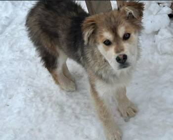 Labrador Retriever and Shepherd Dogs Available for Adoption in Calgary, Alberta - Violet | PetCurious