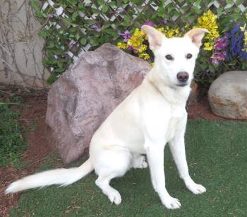 German Shepherd Dog and Mixed Breed Dogs Available for Adoption - JACKFROST | PetCurious