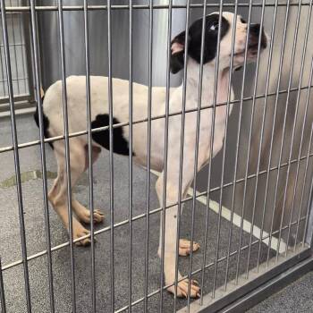 Harold -  Terrier Dog for Adoption in Montgomery, Alabama - Harold | PetCurious