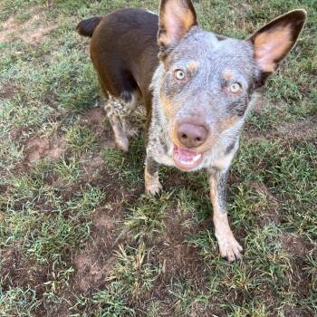 Chucky -  Australian Cattle Dog Blue Heeler and Australian Shepherd Dog for Adoption - Chucky | PetCurious