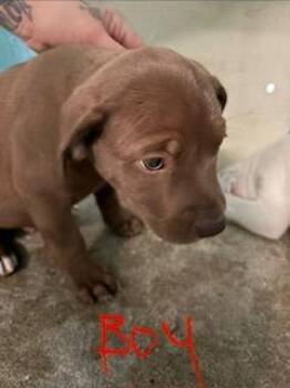 Toby -  Mixed Breed Dog for Adoption in Lafayette, Tennessee - Toby | PetCurious