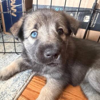 Nora (Can leave 10/4) -  Husky and Mixed Breed Dog for Adoption in Silver Spring, Maryland - Nora (Can Leave 10/4) | PetCurious