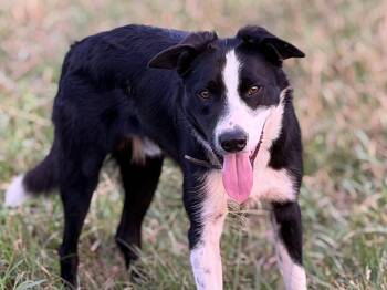 Ben -  Border Collie Dog for Adoption in Culpeper, Virginia - Ben | PetCurious