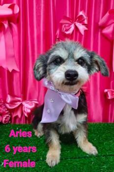 Aries -  Schnauzer and Mixed Breed Dog for Adoption in Durango, Colorado - Aries | PetCurious