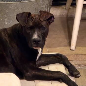 Mixed Breed Dogs Available for Adoption in Houston, Texas - Broadie | PetCurious