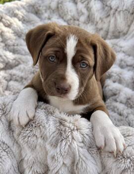Effie -  Collie and Retriever Dog for Adoption in Skyline, Minnesota - Effie | PetCurious