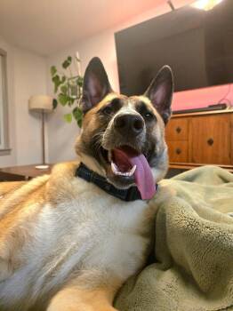 Rescue German Shepherd Dog Dogs for Adoption - Cider | PetCurious