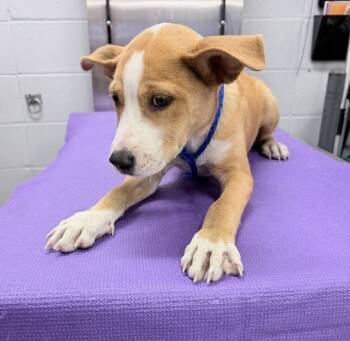 Rescue Labrador Retriever and Mixed Breed Dogs for Adoption in Houston, Texas - A2042873 | PetCurious