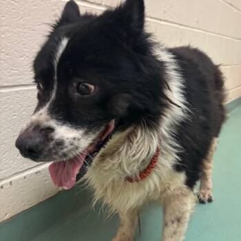Manny -  Mixed Breed Dog for Adoption in Memphis, Tennessee - Manny | PetCurious