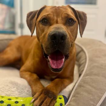 Rescue Mixed Breed Dogs for Adoption in Myrtle Beach, South Carolina - King | PetCurious