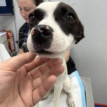 Dottie -  Rat Terrier and Jack Russell Terrier Dog for Adoption in Otis, Oregon - Dottie | PetCurious