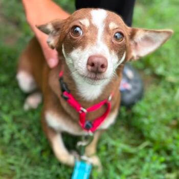 Tulip -  Mixed Breed Dog for Adoption in Fredericksburg, Virginia - Tulip | PetCurious