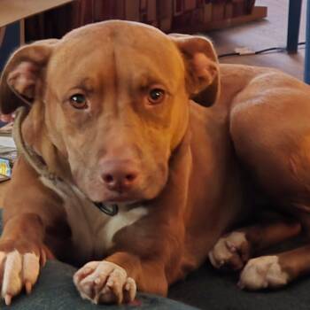 Rescue Staffordshire Bull Terrier and Mixed Breed Dogs for Adoption in Kingman, Kansas - Pearl | PetCurious