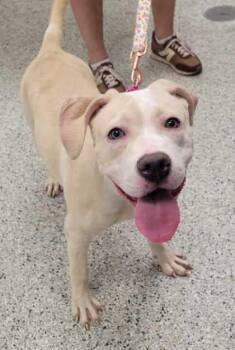 Elle -  Pit Bull Terrier and Mixed Breed Dog Available for Adoption in Kansas City, Missouri - Elle | PetCurious