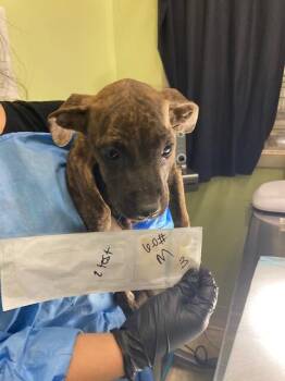 Aster -  Mixed Breed Dog for Adoption in Cincinnati, Ohio - Aster | PetCurious