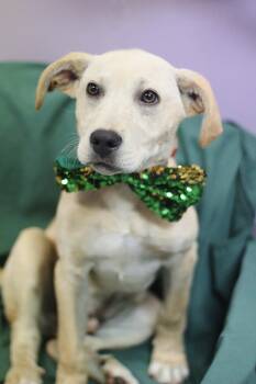 Yellow Labrador Retriever Dogs Available for Adoption - Mellon In NH! Come Meet Our Adoptable Dogs Wednesday-Saturday. M | PetCurious