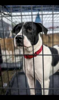 Hope -  Mixed Breed Dog for Adoption in Livingston, Texas - Hope | PetCurious