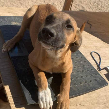 Rescue Mixed Breed Dogs for Adoption in Bend, Oregon - Greta | PetCurious