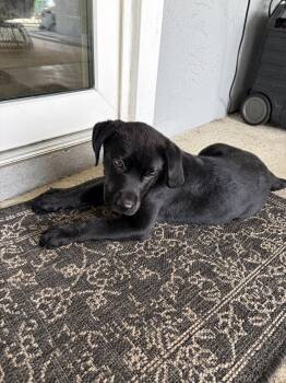 Labrador Retriever Dogs Available for Adoption in West Palm Beach, Florida - Elroy | PetCurious