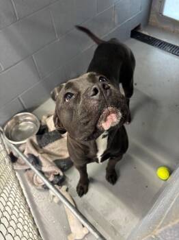 King -  Pit Bull Terrier and Hound Dog for Adoption in Findlay, Ohio - King | PetCurious