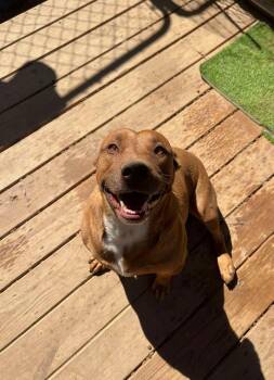 Rescue Australian Cattle Dog Blue Heeler and Labrador Retriever Dogs for Adoption in Watertown, Connecticut - Rex | PetCurious