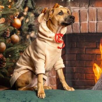 Rescue Shepherd Dogs for Adoption in Baldwin, Maryland - Inti | PetCurious