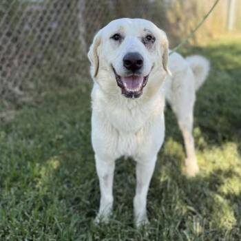 Rescue Great Pyrenees and Mixed Breed Dogs for Adoption in Richmond, California - GRACIE | PetCurious