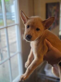 Goldar -  Husky Dog for Adoption in Lakeland, Florida - Goldar | PetCurious