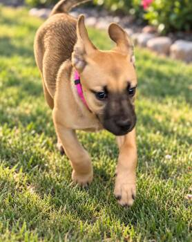 Sienna -  Pit Bull Terrier Dog for Adoption in Mansfield, Texas - Sienna | PetCurious