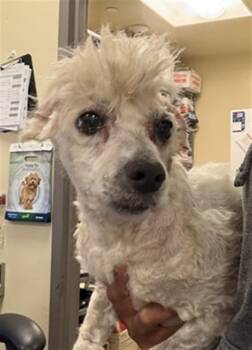 Slash -  Poodle Dog for Adoption in Las Vegas, Nevada - Slash | PetCurious