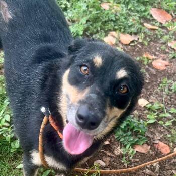 Cici (20260916-09) -  Mixed Breed Dog for Adoption in Niagara Falls, Ontario - Cici (20260916-09) | PetCurious