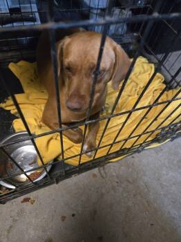 Mixed Breed and Vizsla Dogs Available for Adoption in Princeton, Indiana - Tammy | PetCurious