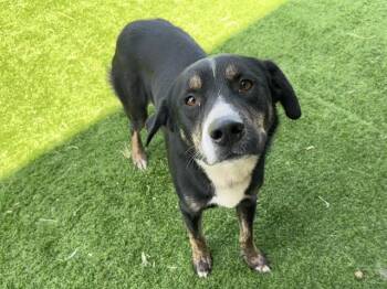 NIKKI -  Siberian Husky and Mixed Breed Dog for Adoption in Grand Prairie, Texas - NIKKI | PetCurious