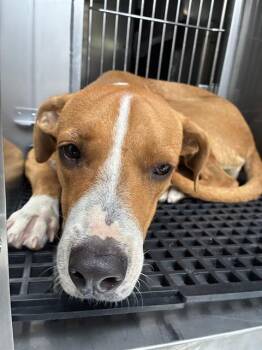 LIL DJ -  Mixed Breed Dog for Adoption in Dallas, Texas - LIL DJ | PetCurious