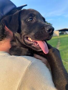 Black Labrador Retriever Dogs Available for Adoption in Houston, Texas - GUNNER | PetCurious