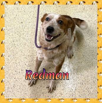 Redman -  Australian Cattle Dog Blue Heeler Dog for Adoption in Muncie, Indiana - Redman | PetCurious