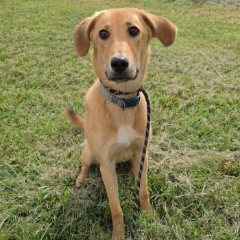 Goldie -  Mixed Breed Dog for Adoption in Jefferson City, Tennessee - Goldie | PetCurious