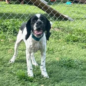 Pardi -  Cocker Spaniel Dog for Adoption in Lenexa, Kansas - Pardi | PetCurious