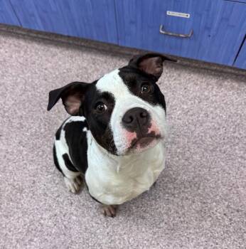 American Staffordshire Terrier and Mixed Breed Dogs Available for Adoption in Disputanta, Virginia - Bessie | PetCurious