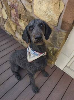 Onyx -  Standard Poodle Dog for Adoption in Shawnee, Oklahoma - Onyx | PetCurious
