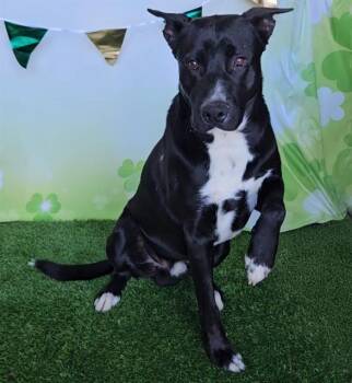 Labrador Retriever and Mixed Breed Dogs Available for Adoption - BRUCE | PetCurious