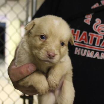 Latte -  Mixed Breed Dog for Adoption in Valley, Alabama - Latte | PetCurious