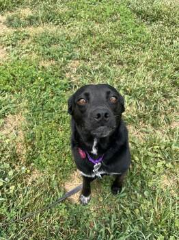 Ann Perkins -  Mixed Breed Dog for Adoption in Fort Collins, Colorado - Ann Perkins | PetCurious