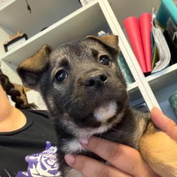 Asparagus -  Norwegian Elkhound and Pit Bull Terrier Dog for Adoption in Newark, New Jersey - Asparagus | PetCurious